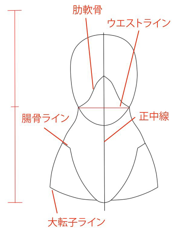 詳しすぎるお腹の描き方 骨や筋肉のデコボコをしっかりマスター 絵師ノート