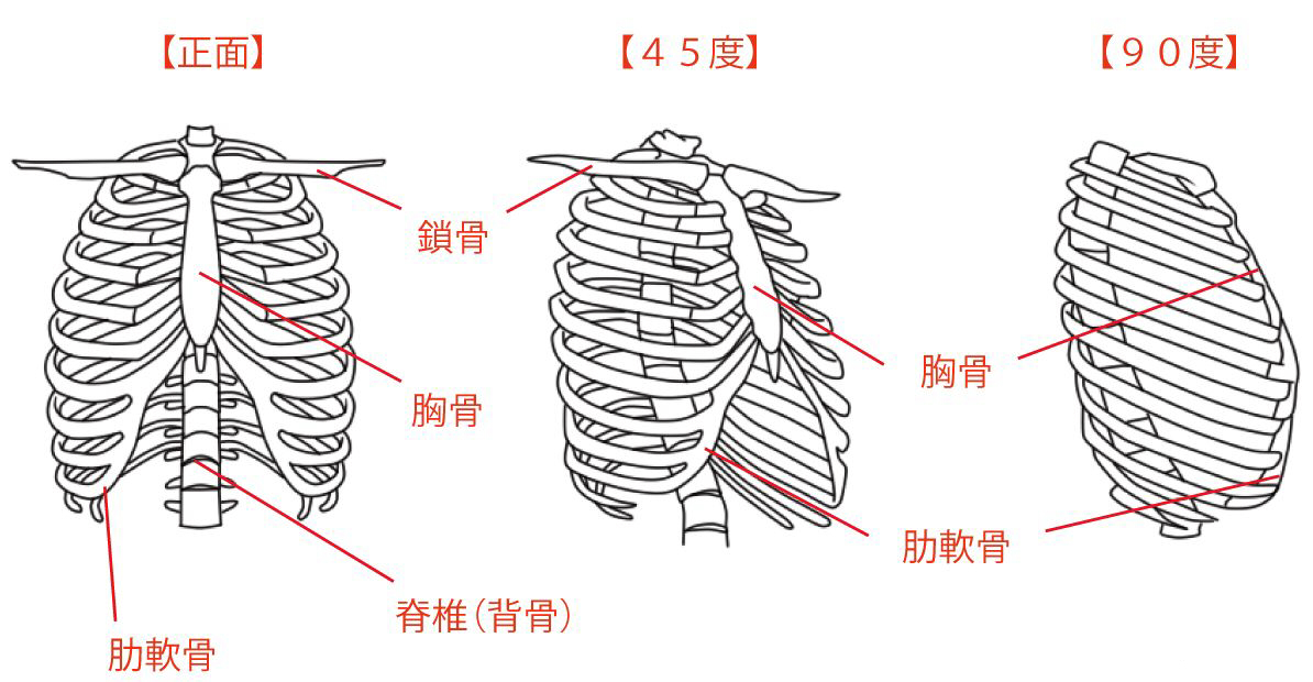 胸部を簡略化する方法 絵師ノート