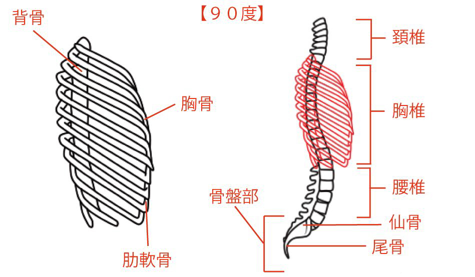 胸部を簡略化する方法 絵師ノート