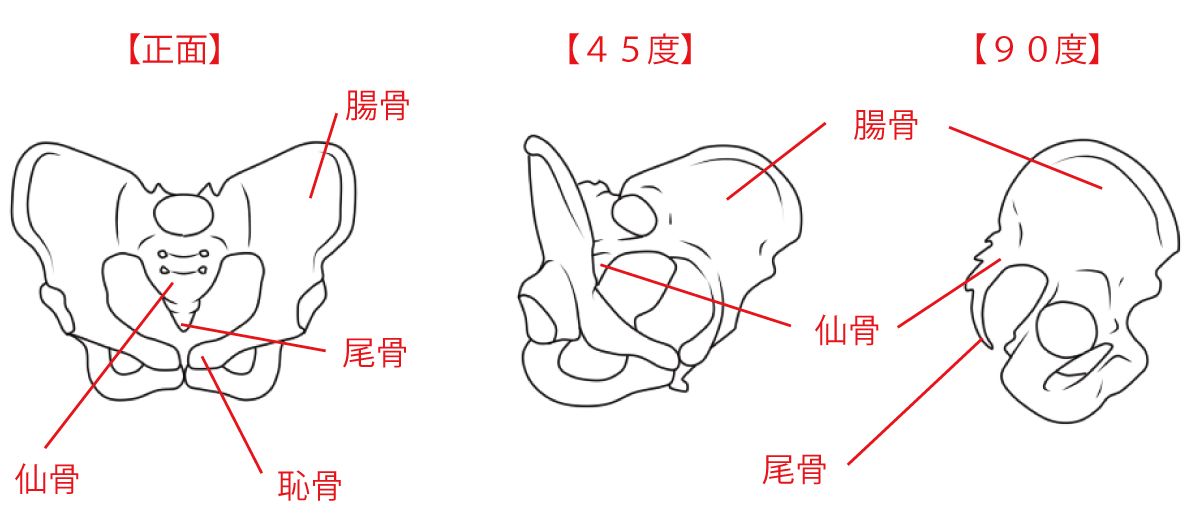 骨盤を簡略化する方法 絵師ノート