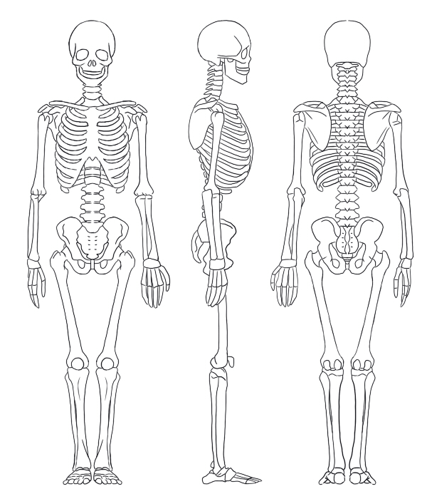 骨盤を簡略化する方法 絵師ノート