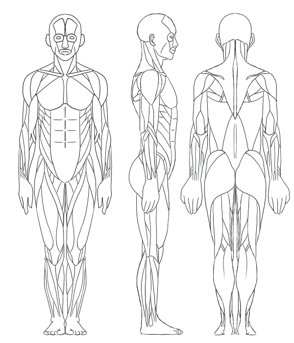 全身骨格図 全身筋肉図を理解する 絵師ノート
