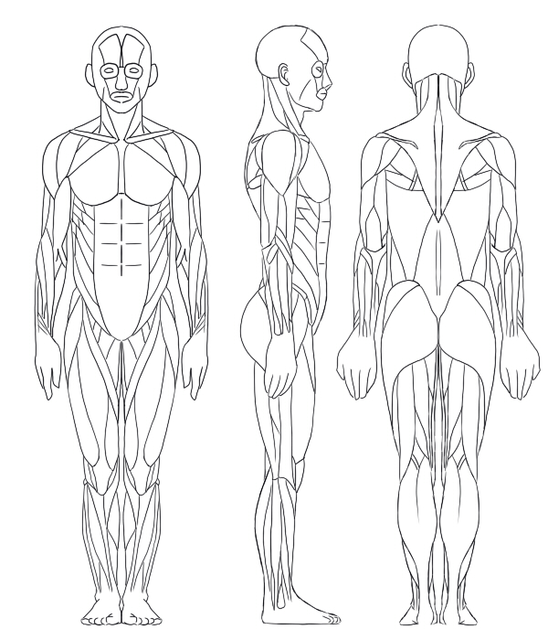 最高のコレクション 筋肉 図 イラスト イラスト画像