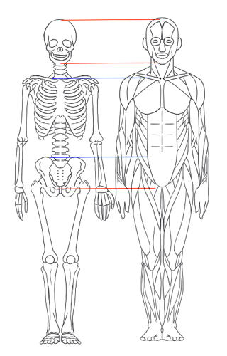 全身骨格図 全身筋肉図を理解する 絵師ノート