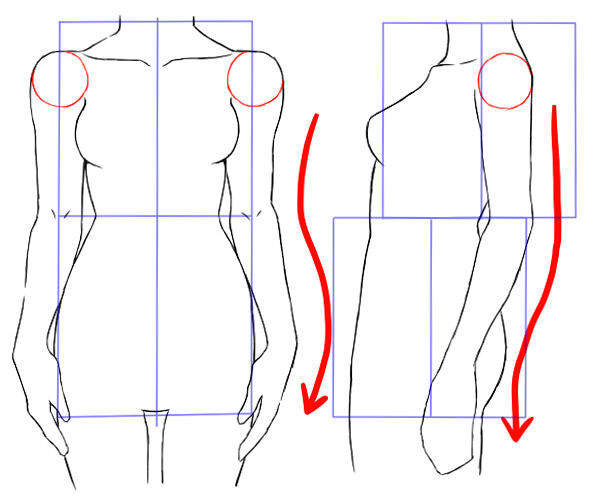 骨盤を簡略化する方法 絵師ノート