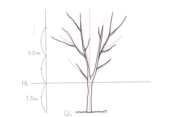 植物 木の描き方 絵師ノート