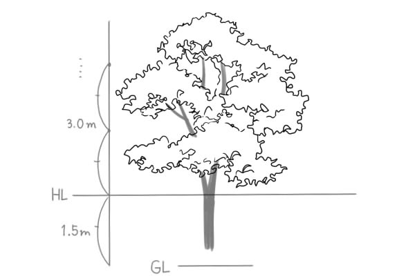 植物 木の描き方 絵師ノート