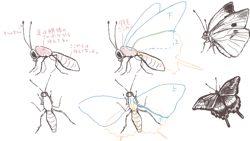 蝶の模様の描き方と間違えやすい4つのポイント 絵師ノート