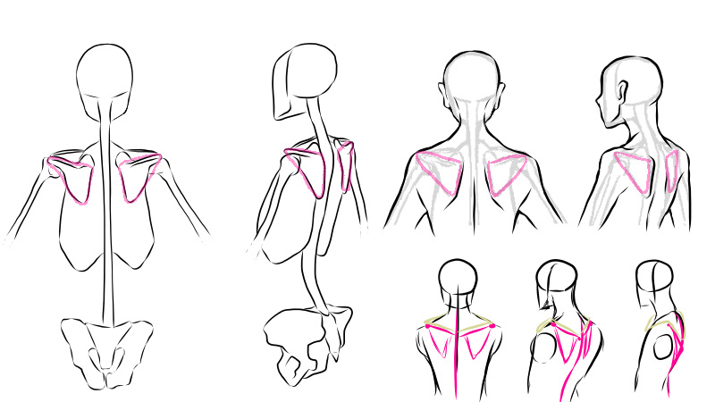背中の描き方 肩甲骨の動きに注意してアタリをとろう 絵師ノート