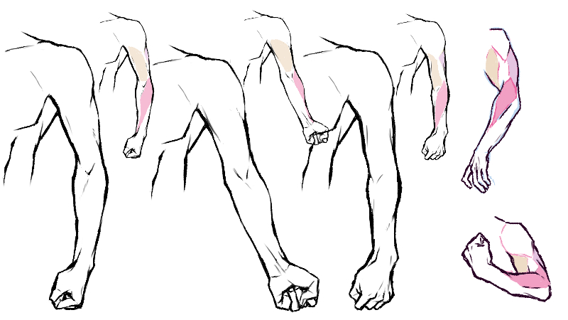 男らしい腕の描き方 重要なたった3つの筋肉と2つの骨 絵師ノート