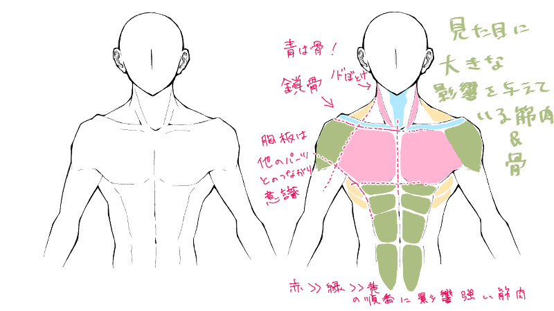 男らしい上半身の描き方 アタリのつけ方 絵師ノート