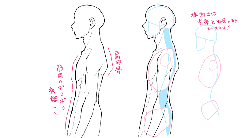 男らしい上半身の描き方 アタリのつけ方 絵師ノート