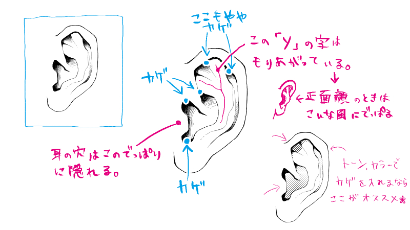 耳の描き方 正面や色々な角度の耳を簡単に描く方法 絵師ノート