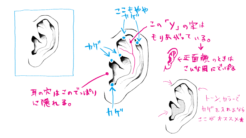 耳 描き方 正面