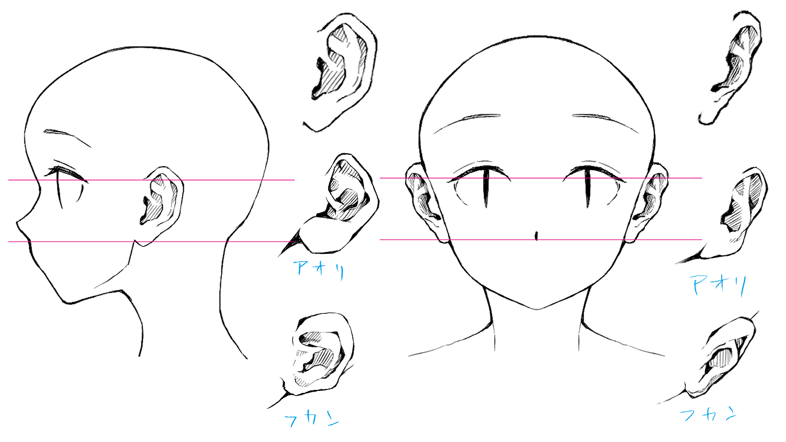 耳の描き方 正面や色々な角度の耳を簡単に描く方法 絵師ノート